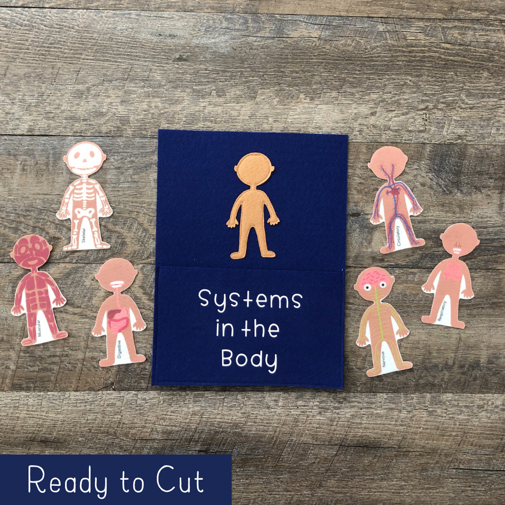 Systems of the Body - Felt Pieces
